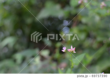 小さいピンク色の野の花 夏から秋にかけて 道端にての写真素材