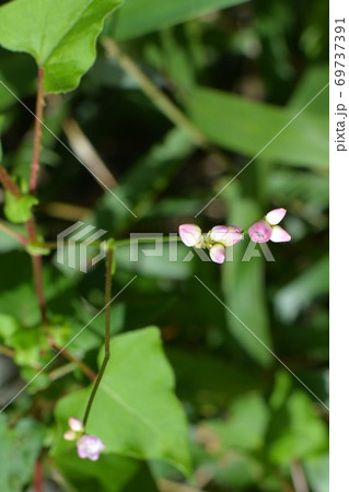 小さいピンク色の野の花 夏から秋にかけて 道端にての写真素材