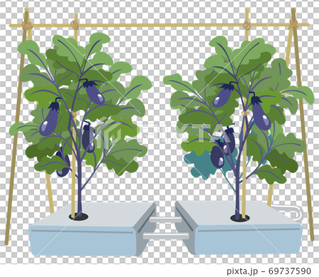 Hydroponics of eggplant 69737590