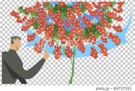 Hydroponic cultivation of tomato 69737591