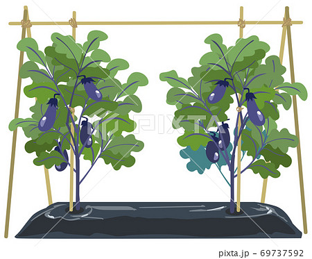 ナスビのマルチ栽培 69737592