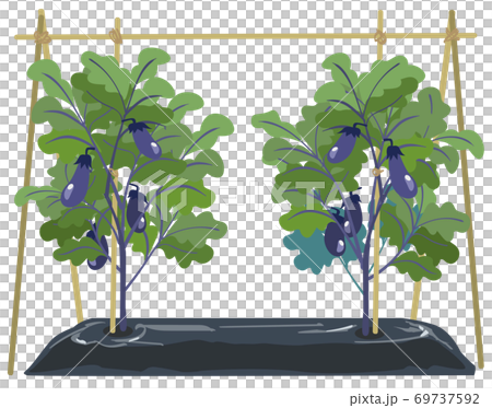 ナスビのマルチ栽培 69737592