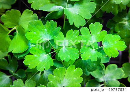 アクレイギアの若葉です。西洋オダマキとも言います。 アクレイギアの若葉です。西洋オダマキとも言います。 69737834