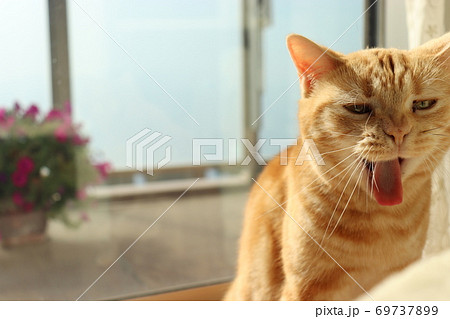 臭い匂いでおぇ と顔をしかめる表情の猫のアメリカンショートヘアレッドタビーの写真素材
