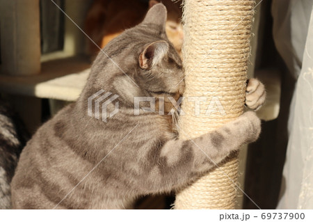 爪研ぎが愛おしくて抱き着く猫のアメリカンショートヘアブルータビー 爪研ぎが愛おしくて抱き着く猫のアメリカンショートヘアブルータビー 69737900