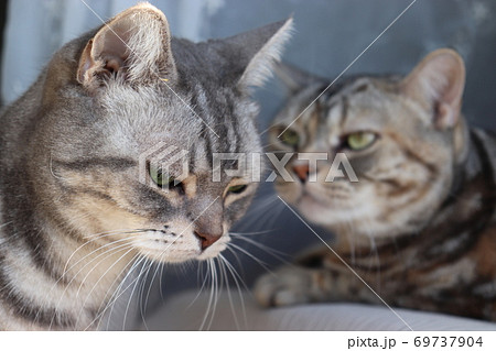 うつむく猫と心配する猫のアメリカンショートヘアブルータビーシルバーパッチドタビーの写真素材