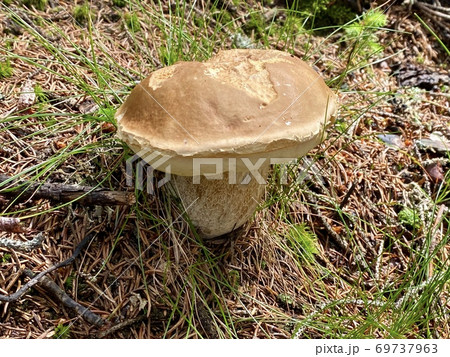 Mushroom family of boletus edulis (cep, penny bun, porcino or king bolete, usually called porcini mushroom) grows on the forest floor among moss, green grass and fallen leaves at autumn season Mushroom family of boletus edulis (cep, penny bun, porcino or king bolete, usually called porcini mushroom) grows on the forest floor among moss, green grass and fallen leaves at autumn season 69737963
