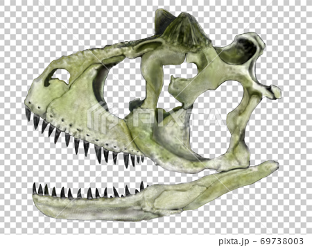 カルノタウルス 白亜紀後期の南アメリカ大陸に生息した大型肉食恐竜の特徴的な頭蓋骨イラストのイラスト素材