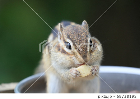 餌を食べてほお袋が膨れたシマリス 餌を食べてほお袋が膨れたシマリス 69738195