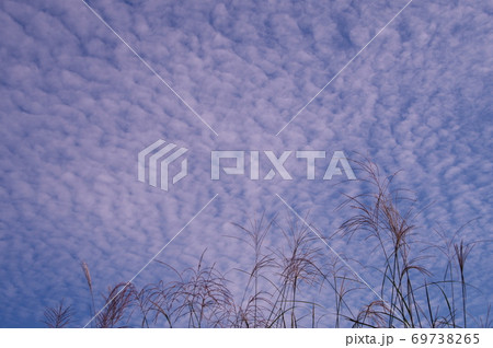夕景　ススキといわし雲　青い空　白い雲 69738265