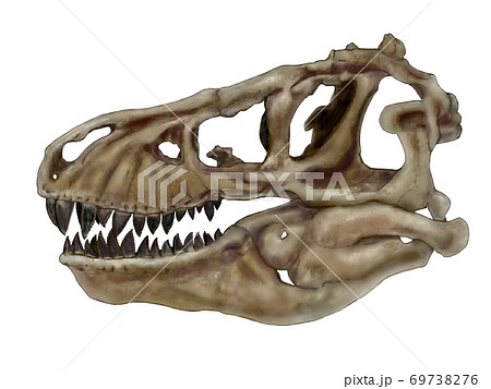 ティラノサウルス巣の頭蓋骨 白亜紀後期恐竜時代の終焉を飾った大型肉食恐竜であり 頭骨は頑丈で重々しいのイラスト素材
