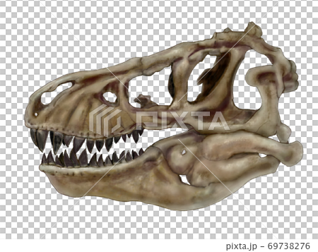 ティラノサウルス巣の頭蓋骨。白亜紀後期恐竜時代の終焉を飾った大型肉食恐竜であり、頭骨は頑丈で重々しい 69738276