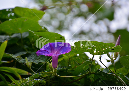 夏から秋にかけて 紫色の朝顔に似た野の花の写真素材