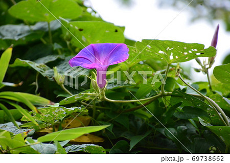 夏から秋にかけて 紫色の朝顔に似た野の花の写真素材