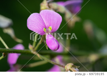 アレチヌスビトハギ(荒地盗人萩)のクローズアップ アレチヌスビトハギ(荒地盗人萩)のクローズアップ 69739195
