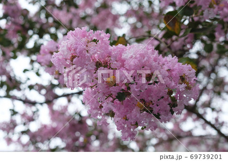 夏空に咲く百日紅の花 69739201