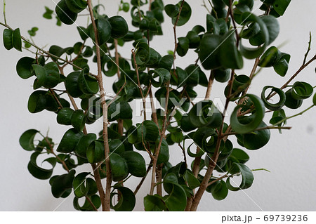 ベンジャミンバロッククローズアップ 69739236