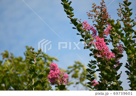 満開のサルスベリ 69739601