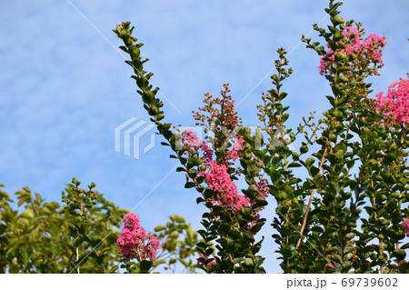 満開のサルスベリ 69739602