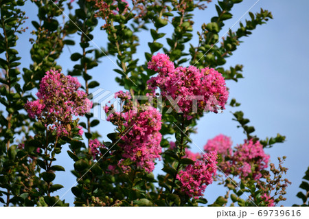 満開のサルスベリ 満開のサルスベリ 69739616