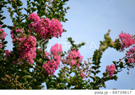 満開のサルスベリ 69739617