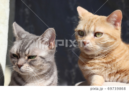 左視線の二匹の美しい猫のアメリカンショートヘアブルータビーレッドタビーの写真素材