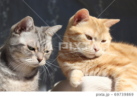 右下視線の二匹の美しい猫のアメリカンショートヘアブルータビーレッドタビーの写真素材