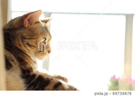 日向ぼっこでリラックスする猫の横顔アメリカンショートヘアシルバーパッチドタビー 69739876