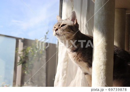 窓辺で空を見上げる猫のアメリカンショートヘアブルータビー 69739878