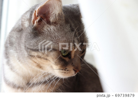 カーテンレース横で風に包まれる美しい猫のアメリカンショートヘアブルータビー 69739879