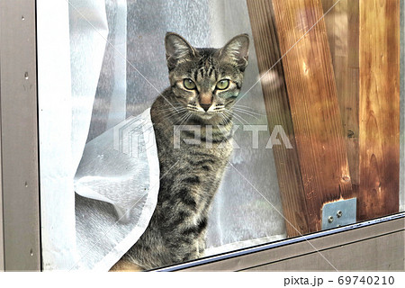 家猫 69740210
