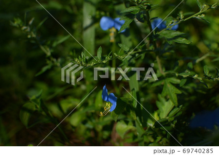 夏の風物詩 道端のツユクサ の青紫の花の写真素材