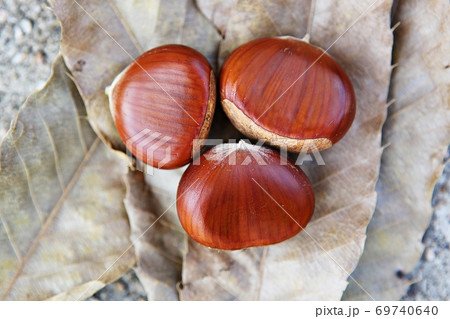 栗 実 植物 69740640
