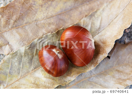 栗 実 植物 69740641