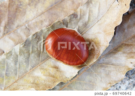 栗 実 植物 69740642