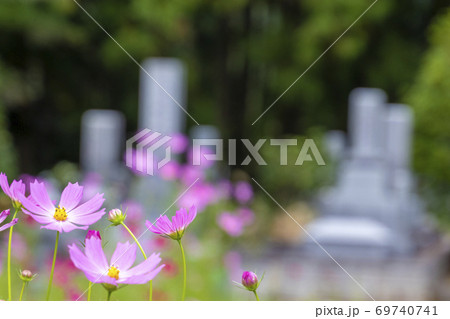お彼岸　墓参り　秋桜 69740741
