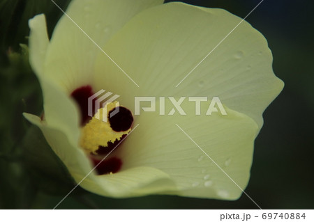 オクラの花 オクラの花 69740884