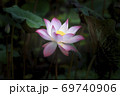 Beautiful pink lotus flower . 69740906