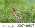 Chicken in The Grass 69740937