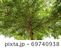 Image looking up from under a tree, a tree with green leaves Isolated on a white 69740938