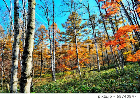 紅葉と高原の白樺 紅葉と高原の白樺 69740947
