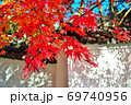 白塀の中に染まる紅葉のモミジ 69740956