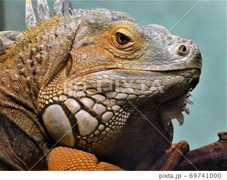 グリーンイグアナの強面アップ～「日立かみね動物園」 69741000