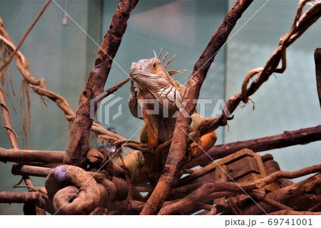 たてがみ状の鱗が特徴の”グリーンイグアナ”～「日立かみね動物園」 69741001