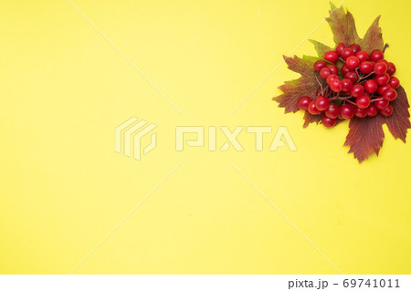 Red berries of fresh viburnum with leaves on a yellow background. Copy space. Red berries of fresh viburnum with leaves on a yellow background. Copy space. 69741011