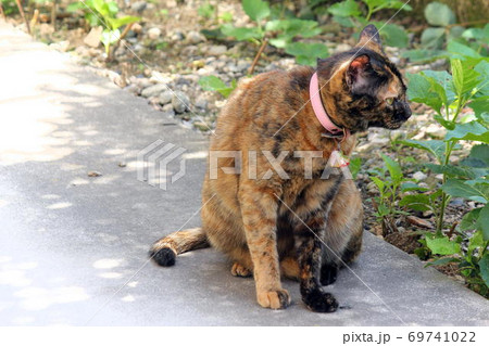 左右の前足の柄が違いすぎるサビ猫の写真素材