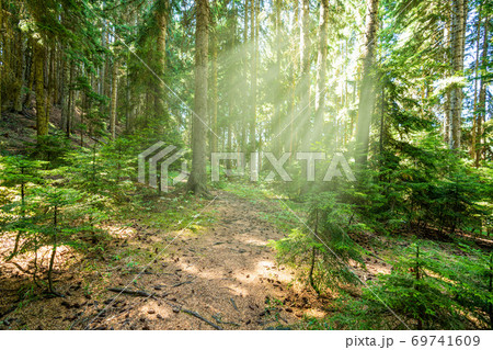 Beautiful forest in spring with bright sun shining through the trees Beautiful forest in spring with bright sun shining through the trees 69741609