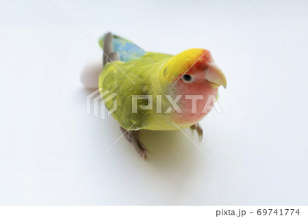 コザクラインコと卵 69741774