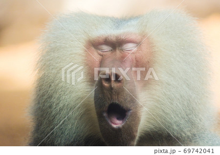 マントヒヒ マントヒヒ 69742041