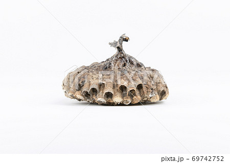 蜂の巣(アシナガバチ) 69742752